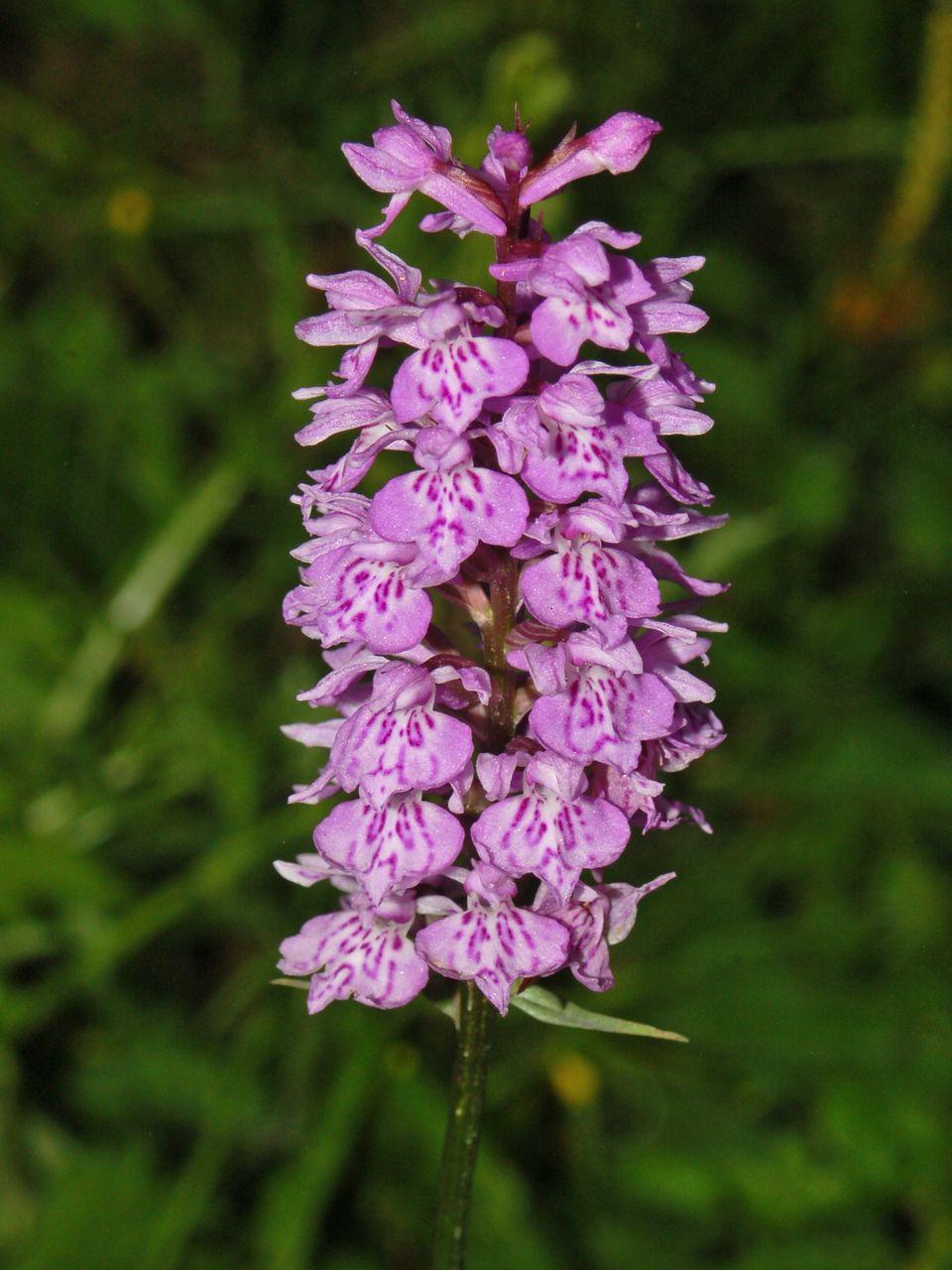 Dactylorhiza maculata